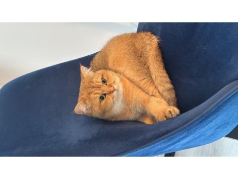 British golden dişi 2 yaş ücretsiz