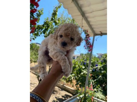 Çok tatlı maltipoo yavrularımız