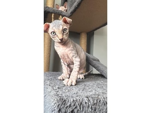 2 dişi 2 erkek levkoy sphynx yavruları yuvasını arıyor