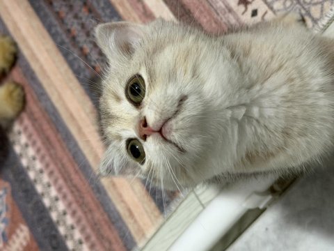 Tam oyuncu yavru british shorthair