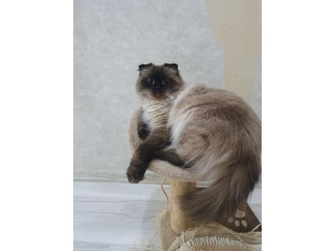 Ücretsiz 1 yaşında himalayan kızımız