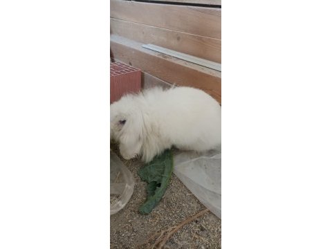 Orijinal angora (ankara) tavşanı dişi