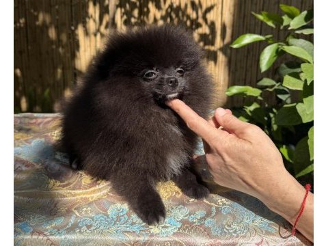 A kalite pomeranian tea cup dişi