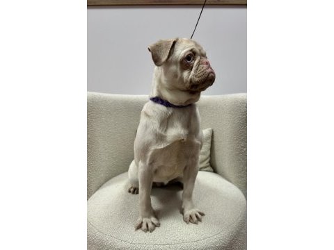 Türkiye de tek pink pug yetişkin dişi