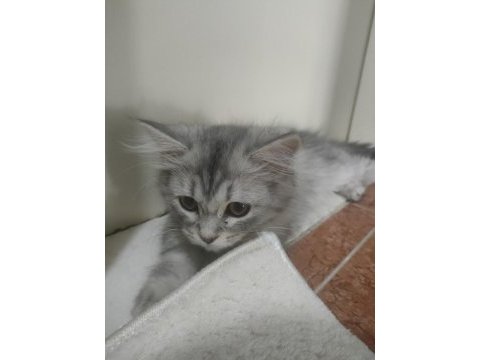 British longhair 4 aylık