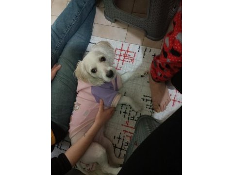 Maltipoo köpeğim ücretsiz sahiplendirilecek