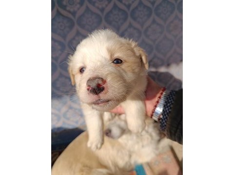 Border collie yavrular teslime hazır