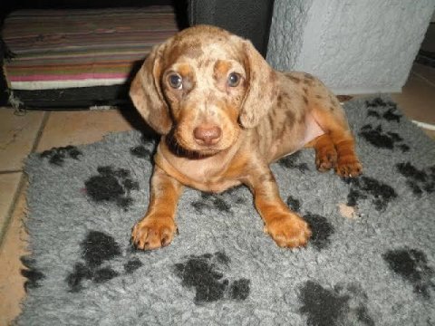 Türkiyede tek dacshund merle bebekler