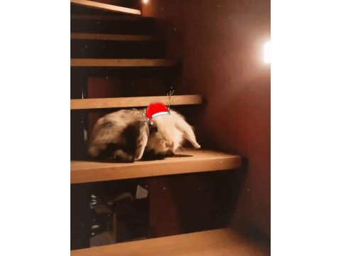 4 yaşında lop tavşanımız sahiplendirilecektir