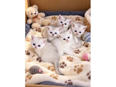 British shorthair yavrular