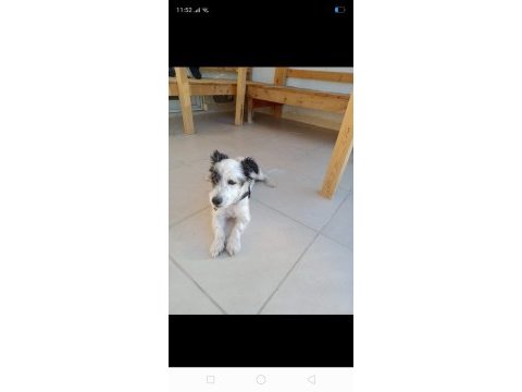 Köpeğimize acil yuva aranıyor