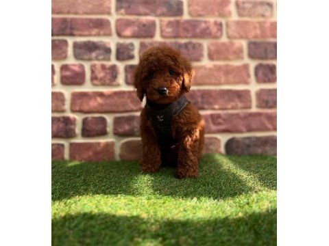 Safkan red brown toy poodle yavrular