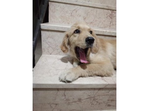 4.5 aylık erkek golden retriever
