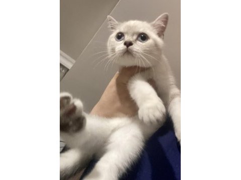 Blue point british shorthair cinsi kedi