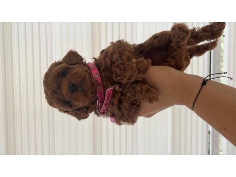Toy poodle bebeklerimiz ev ortamında büyüyor