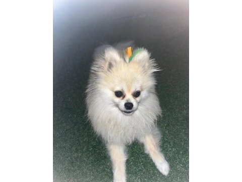 Pomeranian boo 1 yaşında erkek