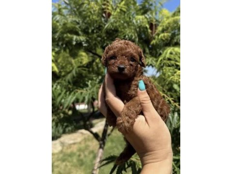 Toy poodle kayseride tek