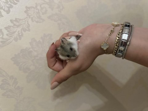 Hamster bebek