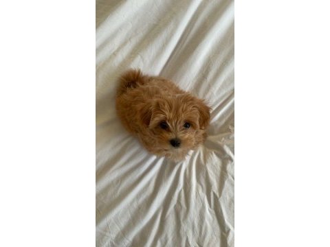 Toy poodle 2 aylık