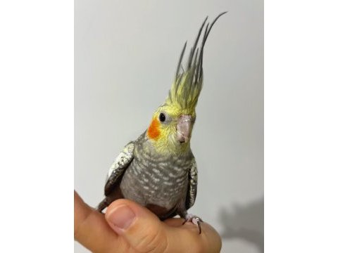 Erkek pearl evcil yavru sultan