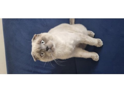 Scottish fold erkek, british shorthair dişi