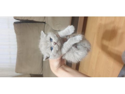 Scottish british shorthair tatlı kediler