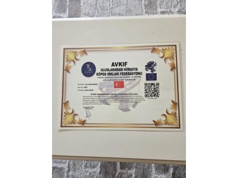 Yorkshire terrier can dostlara yuva arıyoruz