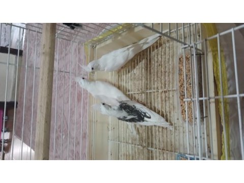 Evcil sultan papağanı