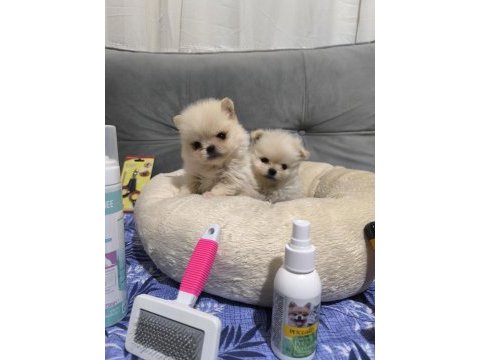 Üst düzey mini pomeranian bebeklerimiz