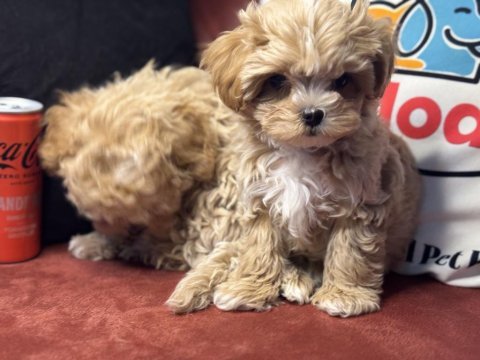 Ankaranın en seçkin tea cup kore maltipoo ları