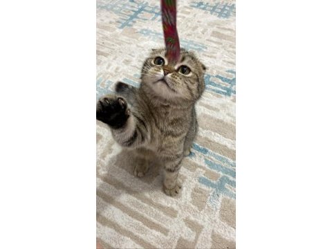 Scottish fold