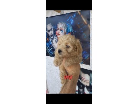 Poodle ayarında maltıpo yavrular