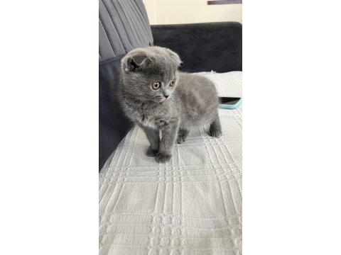 2.5 aylık dişi kedimiz