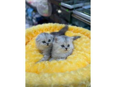 Koca kafa british shorthair yavrularımız