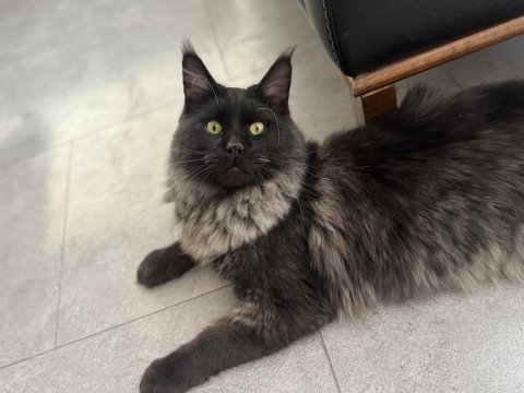 Yeni ailesine gitmeye hazır maine coon