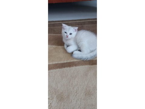 Scottish fold oğlumuza yuva arıyoruz