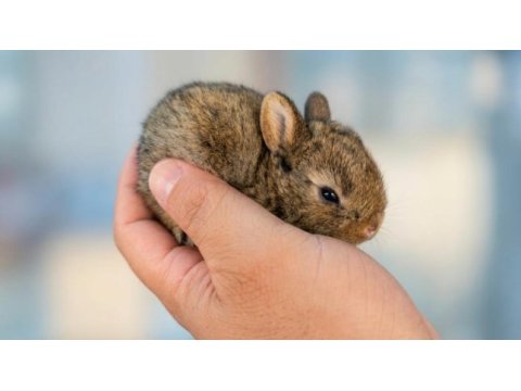 Hollanda cüce tavşan beyaz karamel chinchilla aguti
