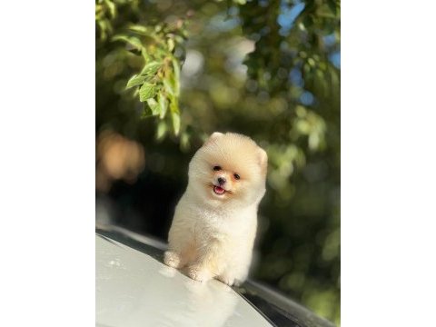 Show kalite pomeranian yavrular