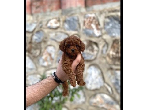 Toy poodle yavruları