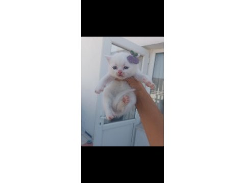 Yavru british shorthair kedimiz
