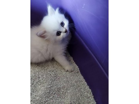 Mavi gözler british shorthair