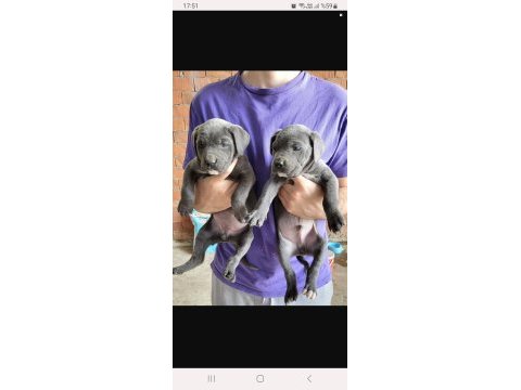 Dost canlısı cane corso bebeklerim
