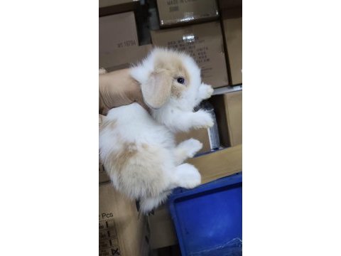 Hollanda lop cüce tavşan