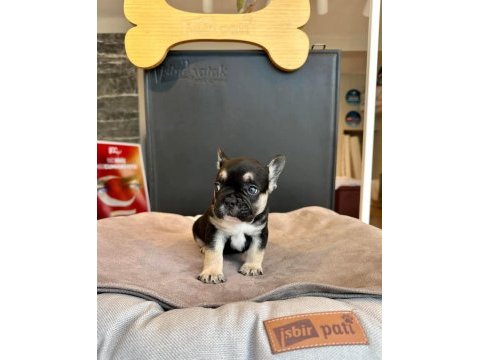 Üst düzey dişi erkek french bulldog