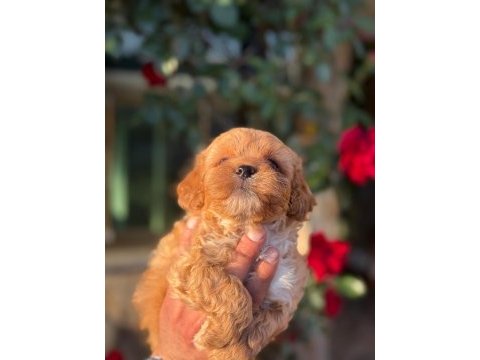 Maltipoo yavru