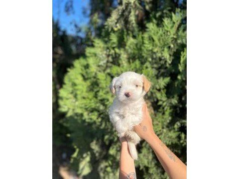 Maltipoo yavrular adrese gönderim ve kapıda ödeme vardır