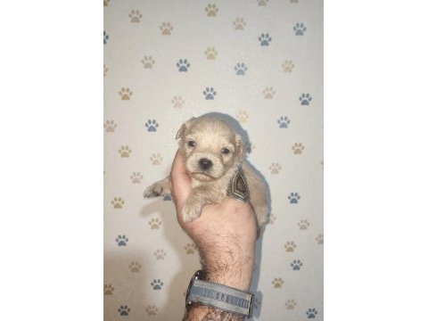 Kg garantili üst kalite maltipoo bebekler