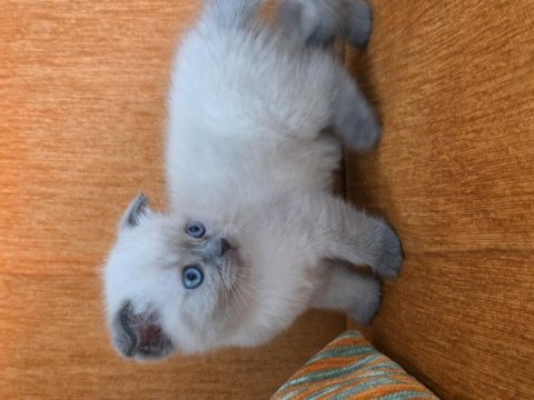 A kalite blue point maviş kediler