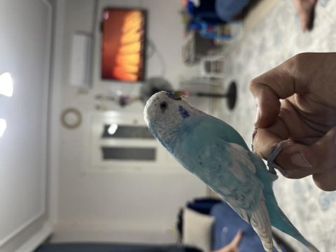Full evcil konuşan şov jumbo muhabbet kuşu
