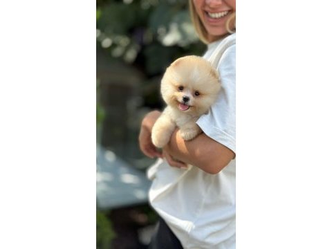 İstanbul beykozda pomeranian yavrularımız